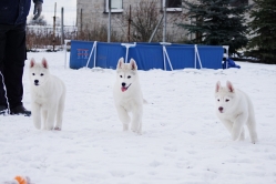 Hope - Wspolne zabawy szczeniat 11 tygodni